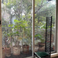 Hill House Chair        Cassina